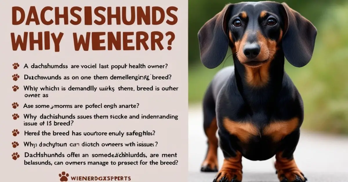 Why Dachshunds Are the Worst Breed